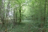 Chemins bien discrets aux 100 arpents